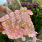 Light Pink Flower Beaded Bracelet